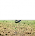 Picture of two pumis herding a hungarian grey cattle bull in hungary