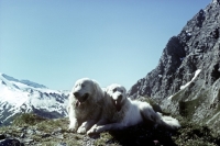 Picture of two pyrenean mountain dogs in the mountains