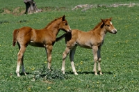 Picture of two quarter horse foals in usa owned by kendall herr