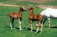 Picture of two quarter horse foals
