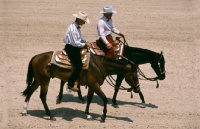 Picture of two quarter horses leaving ring at tampa show