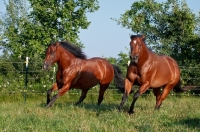 Picture of two Quarter horses running in field