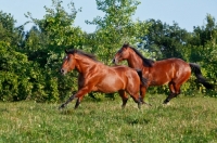 Picture of two Quarter horses running together