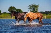 Picture of two quarter horses walking through water