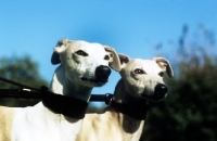 Picture of two racing whippets in hound collars