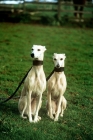 Picture of two racing whippets sitting together