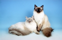 Picture of two ragdolls