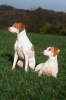 Picture of two rare Braque Saint Germain dogs, aka Saint Germain pointer