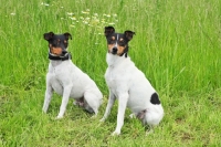 Picture of two Ratonero Bodeguero dogs (aka Andalusian Rat Hunting Dog, perro Bodeguero Andaluz)