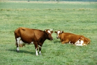 Picture of two red holsteiners in field in holland