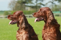 Picture of two red setters