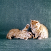 Picture of two red tabby long hair kittens