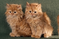 Picture of two red tabby long hair kittens