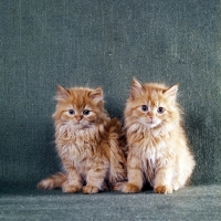 Picture of two red tabby long hair kittens