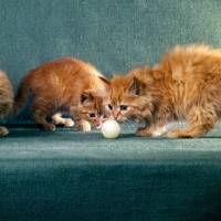 Picture of two red tabby long hair kittens looking at ping pong ball