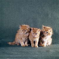Picture of two red tabby long hair, one short hair kittens