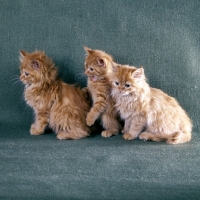 Picture of two red tabby long hair, one short hair kittens