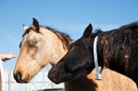 Picture of two rescued Morgan horses