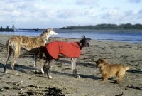 Picture of two rescued racing bred greyhounds with norfolk terrier, roscrea emma, kevin