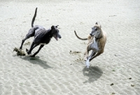 Picture of two retired rescued greyhounds galloping on the beach