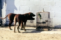 Picture of two rhodesian ridgebacks looking at a parrot in a cage