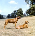 Picture of two rhodesian ridgebacks on dry grass