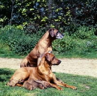 Picture of two rhodesian ridgebacks with litter of puppies