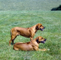 Picture of two rhodesian ridgebacks