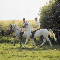 Picture of two riders on Shagya Arab horses walking through field in denmark