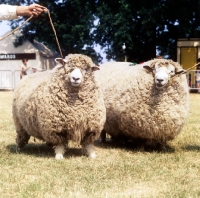 Picture of two romney marsh sheep at a show