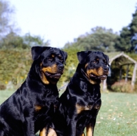 Picture of two rottweilers 