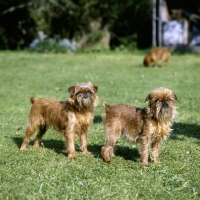 Picture of two rough coated griffons bruxellous