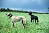 Picture of two rough coated lurchers standing in a field