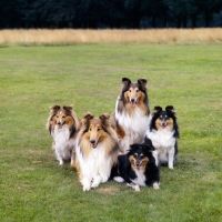 Picture of two rough collies and three shetland sheepdogs, some champions