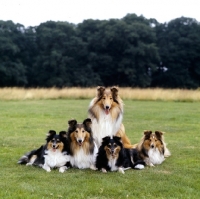 Picture of two rough collies and three shetland sheepdogs