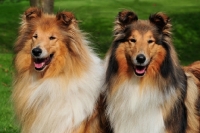 Picture of two rough Collies, portrait