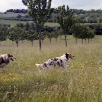 Picture of two rough collies running