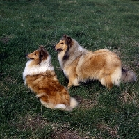 Picture of two rough collies standing and sitting on grass