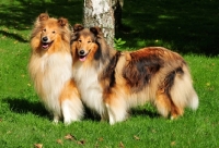 Picture of two rough Collies