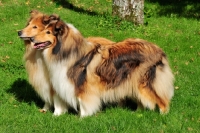 Picture of two rough Collies