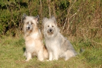 Picture of two roughcoated Elo dogs