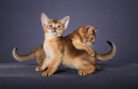 Picture of Two Ruddy Abyssinian kittens, 2 mo old, one grabbing the other's tail against a grey background