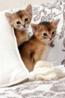 Picture of two ruddy Abyssinian kittens behind a cushion
