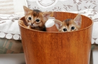 Picture of two ruddy Abyssinian kittens in a bucket