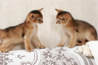 Picture of two ruddy Abyssinian kittens looking at each other