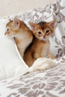 Picture of two ruddy Abyssinian kittens on a sofa