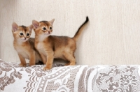 Picture of two ruddy Abyssinian kittens on sofa