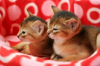 Picture of two ruddy abyssinians resting in a cat bed