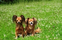 Picture of two Russian Toy Terrier sitting in grass and looking at camera