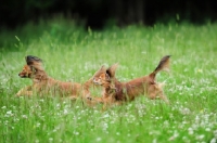Picture of two Russian Toy Terriers chasing each other